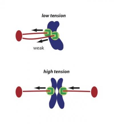 Stablizing Cell's Chromosome Separating Machinery