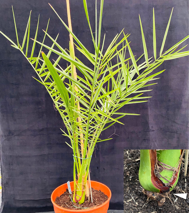 Date palm 2.5 years after grafting.