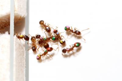 Ants Handle  'Information Overload'