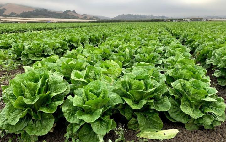 lettuce field