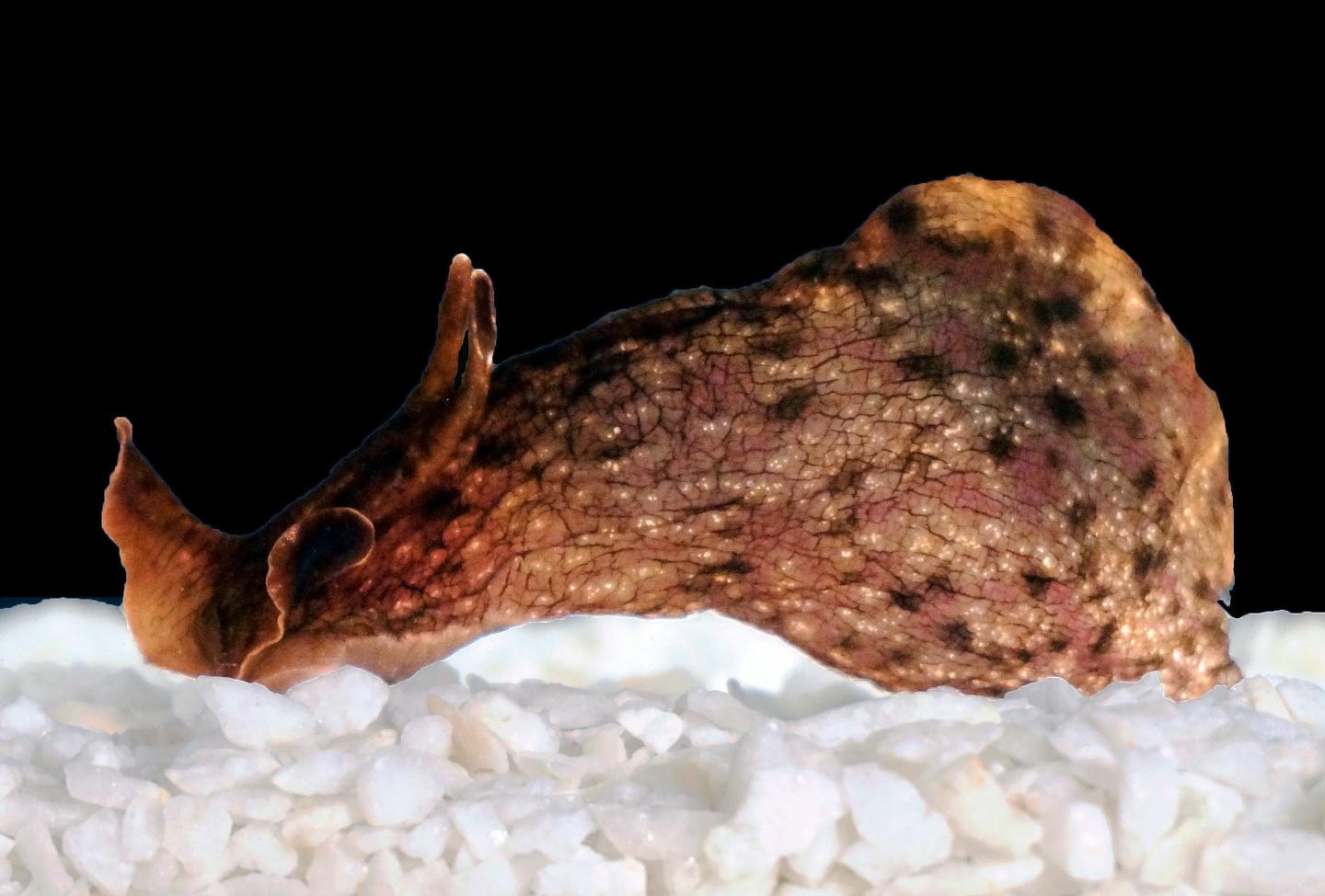 Sea Slug Aplysia