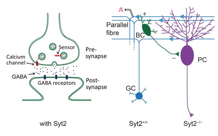 Synaptotagmin 2 wurde als Kalziumsensor in schnellen Synapsen identifiziert