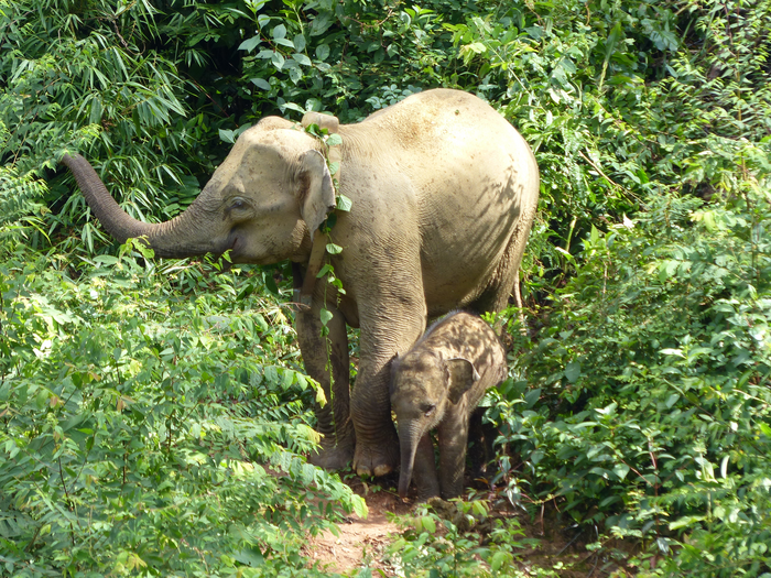 Collared female elephant with her young calf in Belum-Temengor, Peninsular Malaysia