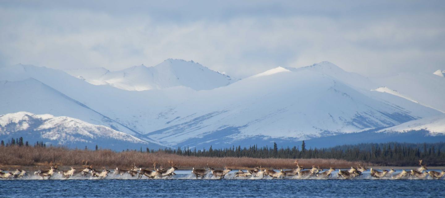 Caribou