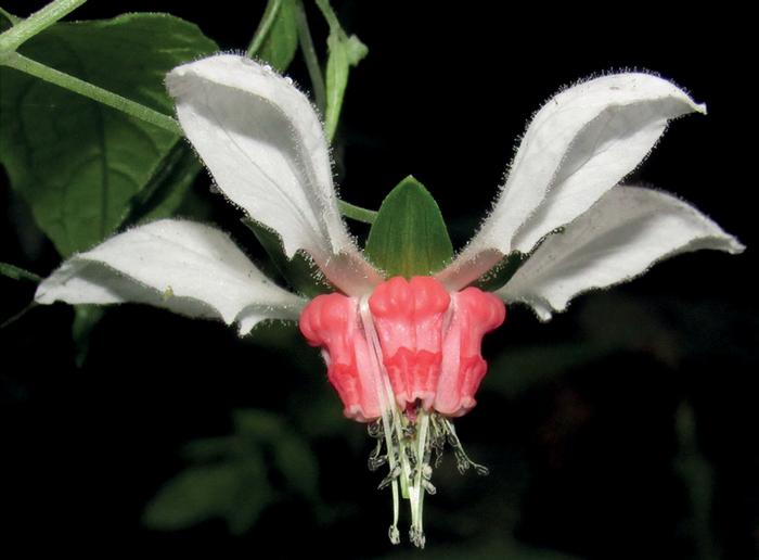 Flower of Nasa humboldtiana subspecies humboldtiana
