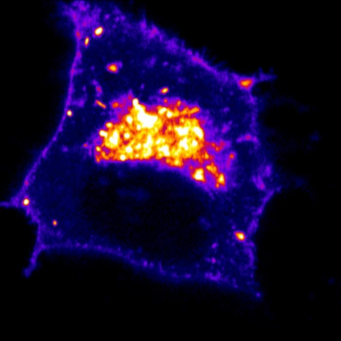 Inceptor proteins moving from within a cell to its surface in a rat insulinoma cell, tagged with a fluorescent marker.