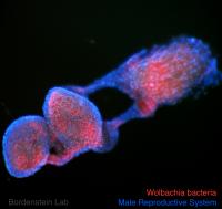 <i>Wolbachia</i> Infecting Insect Tissue