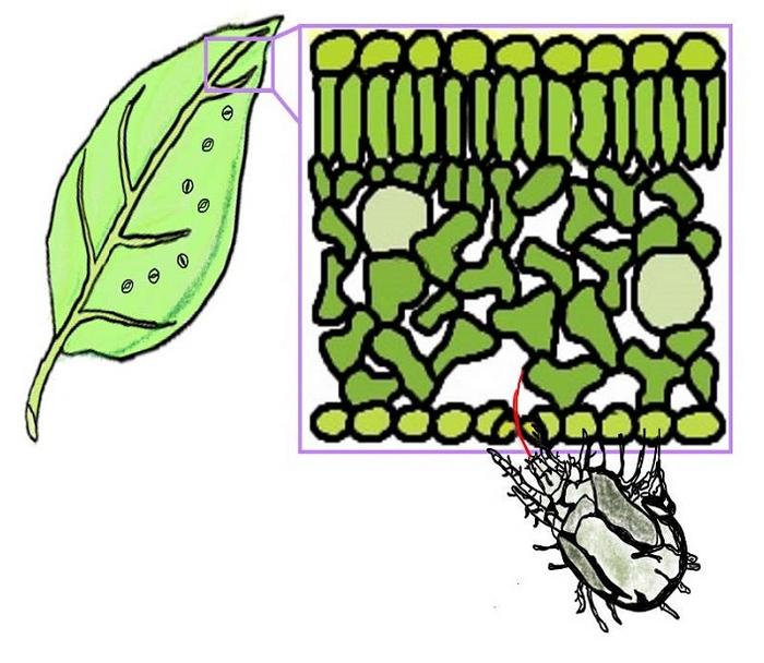 Graphic of the leaf tissues and a mite feeding through stomata. Reference Rosa-Díaz et al.