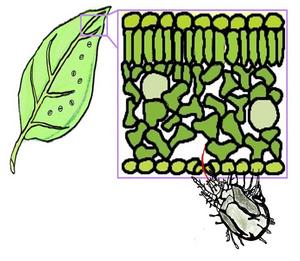 Graphic of the leaf tissues and a mite feeding through stomata. Reference Rosa-Díaz et al.