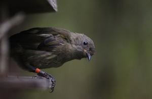 Hihi Female