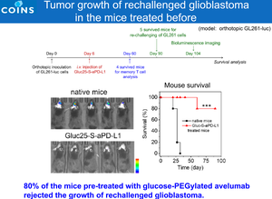 Tumor growth of rechallenged glioblastoma in the mice treated before