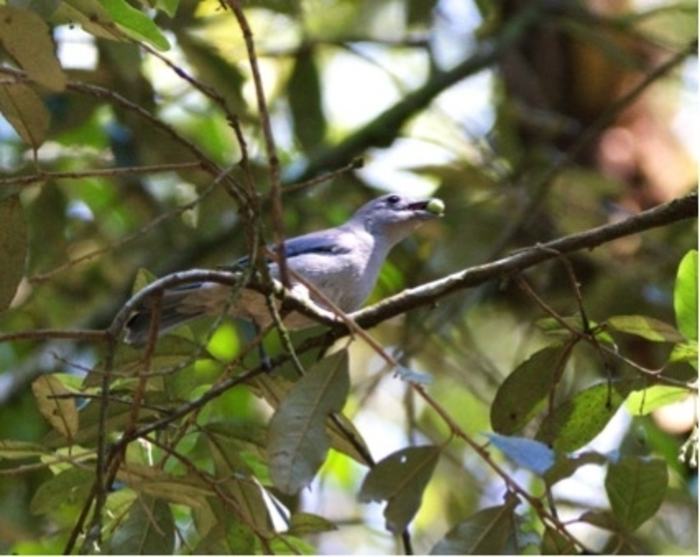 Birds that disperse more types of seed have b EurekAlert!