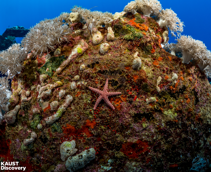 Safe steps for using probiotics to revive biodiversity