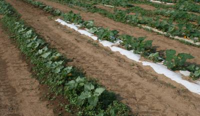 Paper Mulches Evaluated for Commercial Vegetable Production
