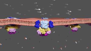 Structure of the newly decoded protein found in the membrane of sperm cells.