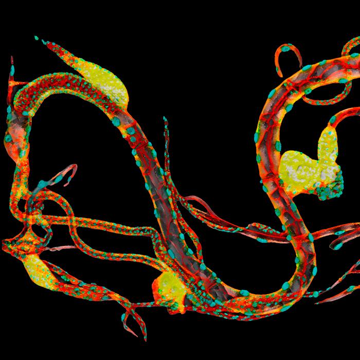 Tronco dorsal traqueal de una larva de tercer estadio de Drosophila