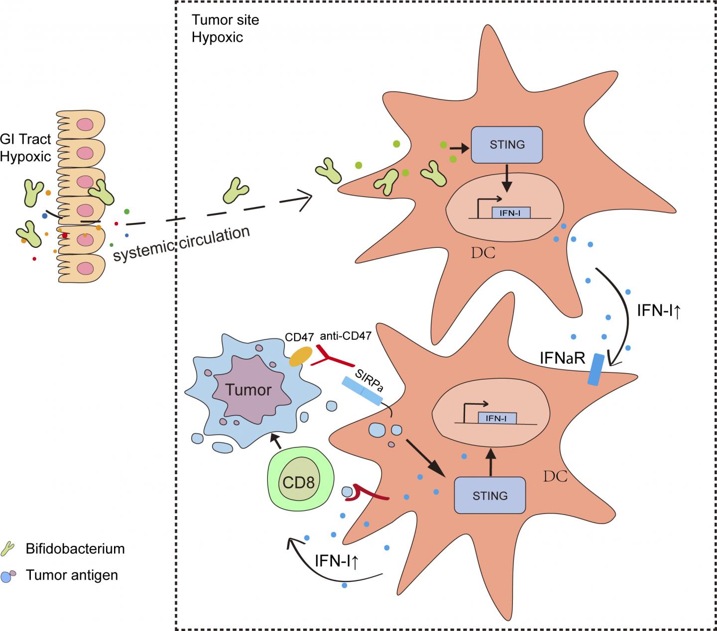 Bifidobacteria Activate An Immune Response within Tumors