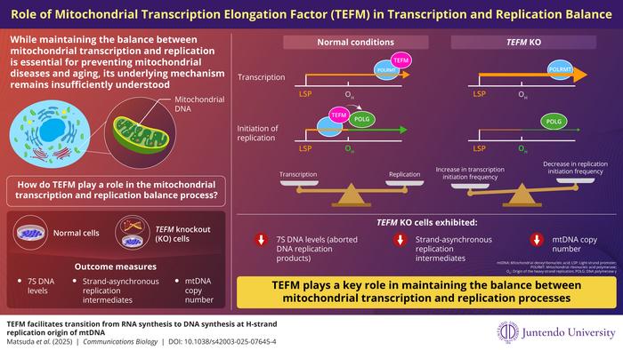 Understanding the role of mitochondrial transcription elongation factor in mitochondrial DNA regulation