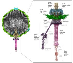 Phage DEV structure