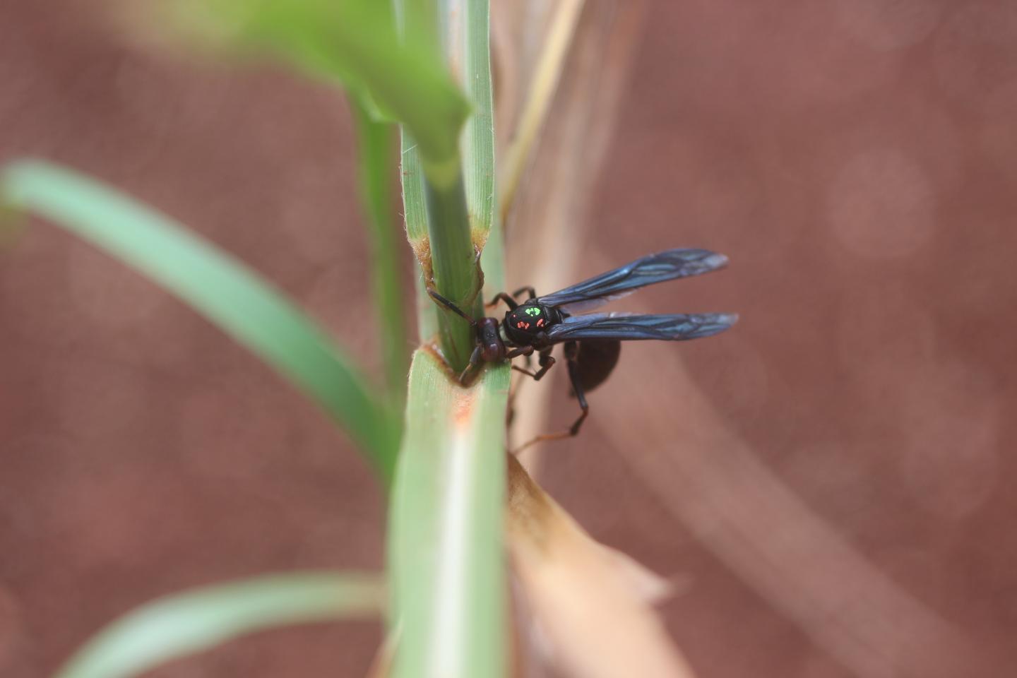 Hunting wasp