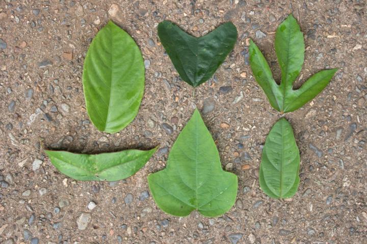 passion flower leaves