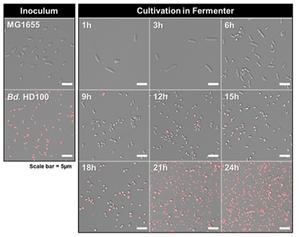 Shown above is the representative T-PMT confocal microscopic images of the fermenter cultures.