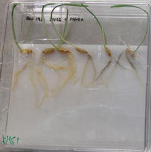 Barley seedlings infected with a root pathogen