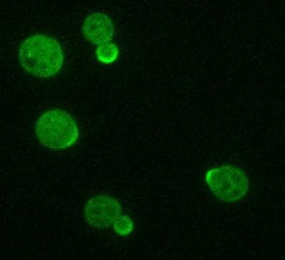 Membrane-bound Cdc42