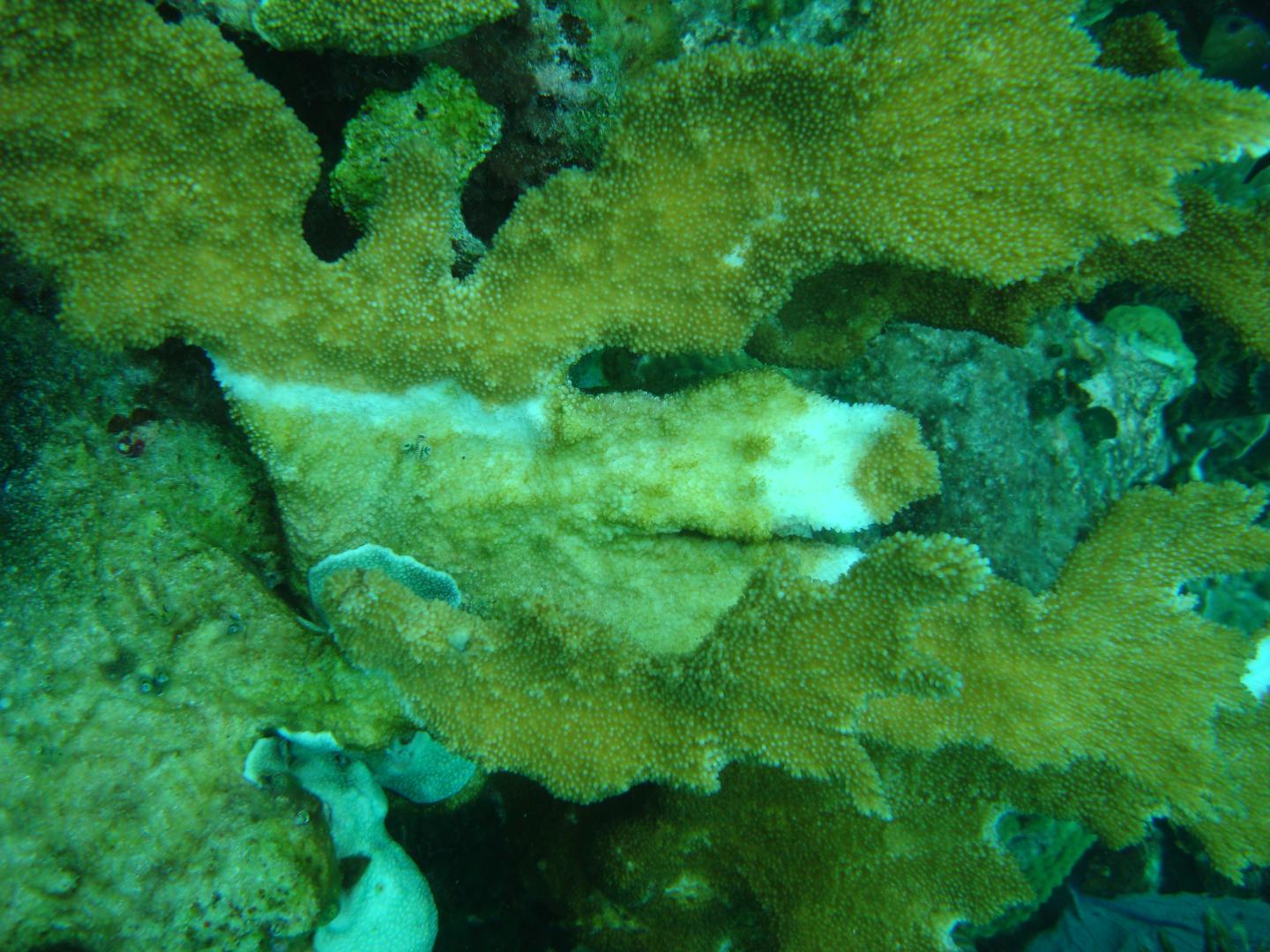 White-Band Disease in Coral