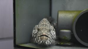 A Malabar grouper at OIST’s Marine Science Station