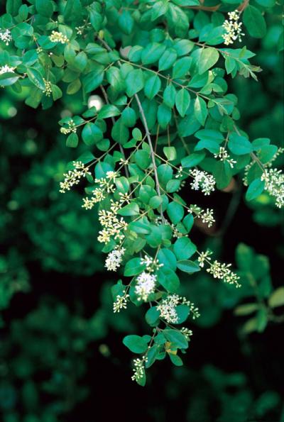 Chinese Privet