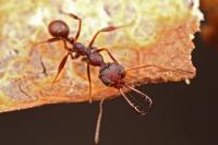 <i>Myrmoteras</i> Ant