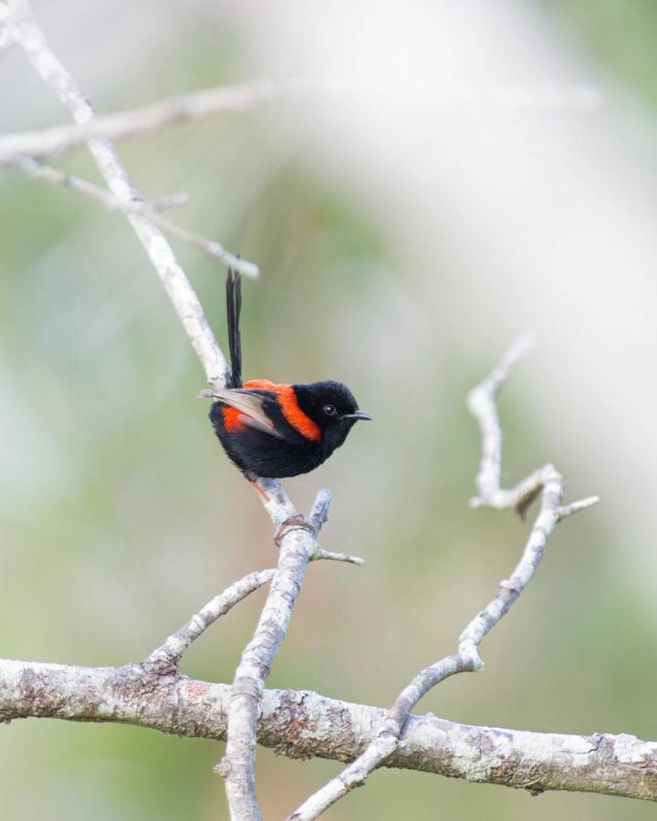 Male Red-backed Fairywren