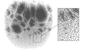 Overview of a T-cell response