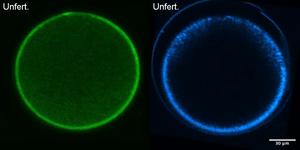 A live look inside oocytes