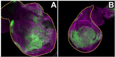 Fluorescent Images of the Fruit Fly Wing Disc