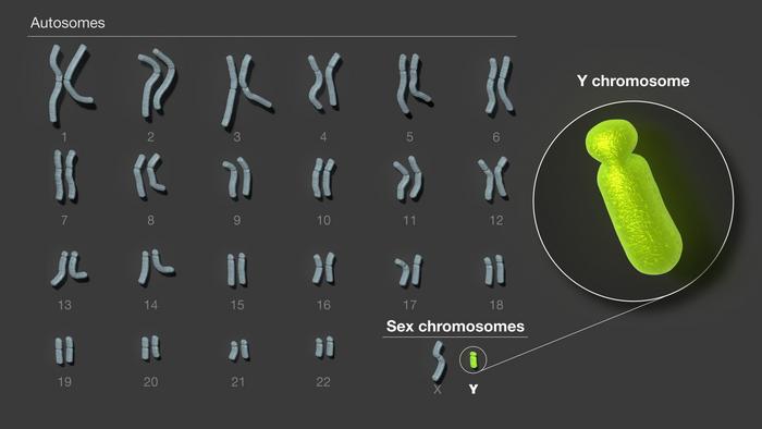 The human Y chromosome
