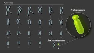 The human Y chromosome