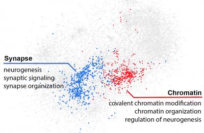 Disrupted Regulation of Autism-Related Genes