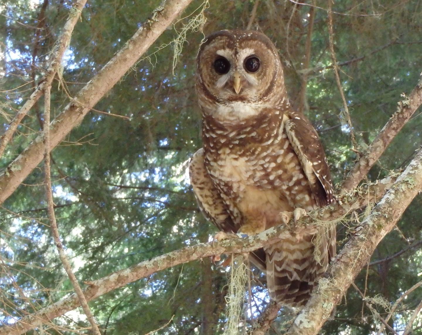 Northern Spotted Owl