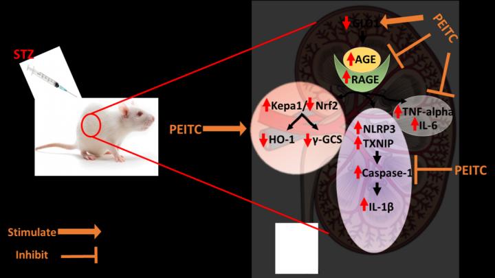 PEITC treatment