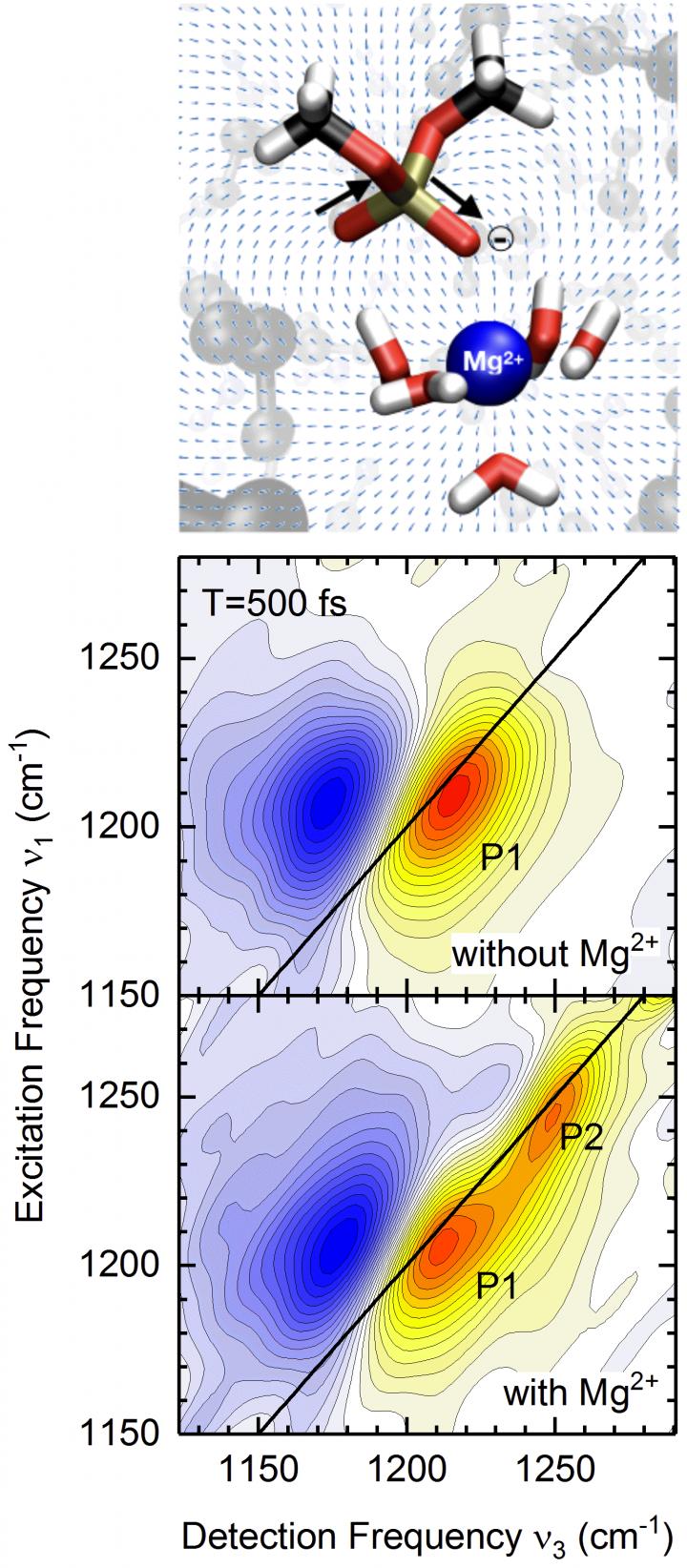 Fig. 2: Molecular Structure of a Contact Ion Pair | Two-Dimensional Infrared Spectra