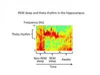 REM Sleep and Theta Rhythm in the Hippocampus