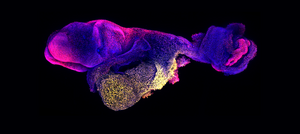 A day 8 stem cell-derived mouse embryo with developing brain and heart regions