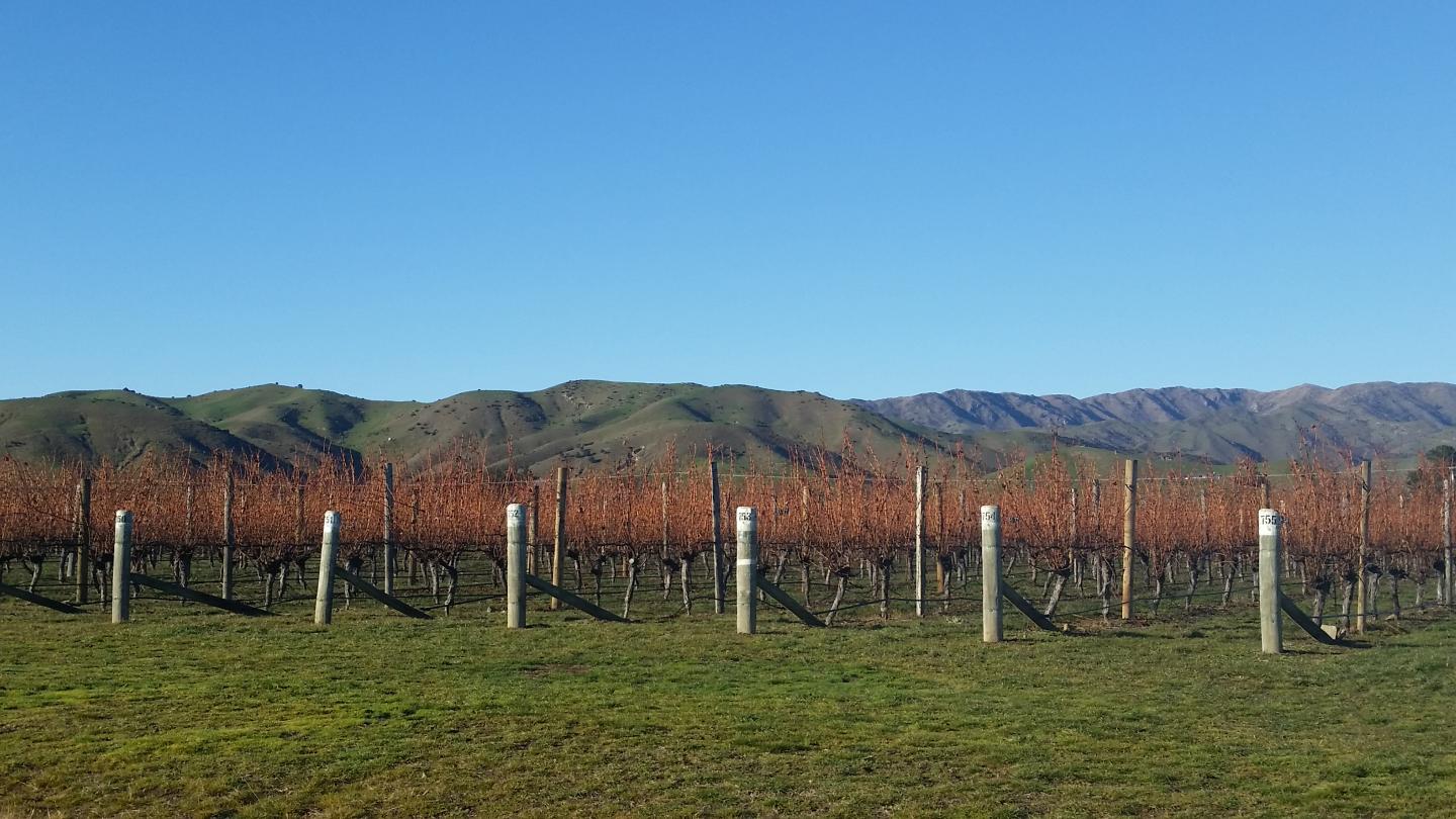 Irrigation of Vineyard in New Zealand