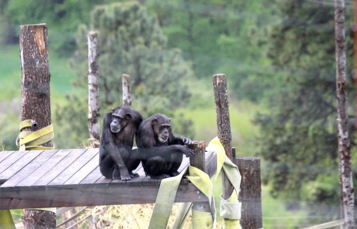 Missy & Annie Chimpanzees