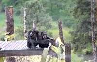 Missy & Annie Chimpanzees