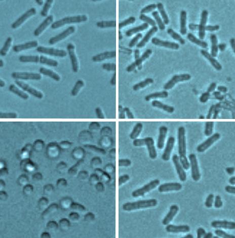 Yeast Cells