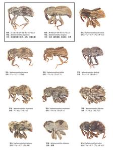 日本、マレーシア、ベトナム、台湾で発見された12の新種のゾウムシ