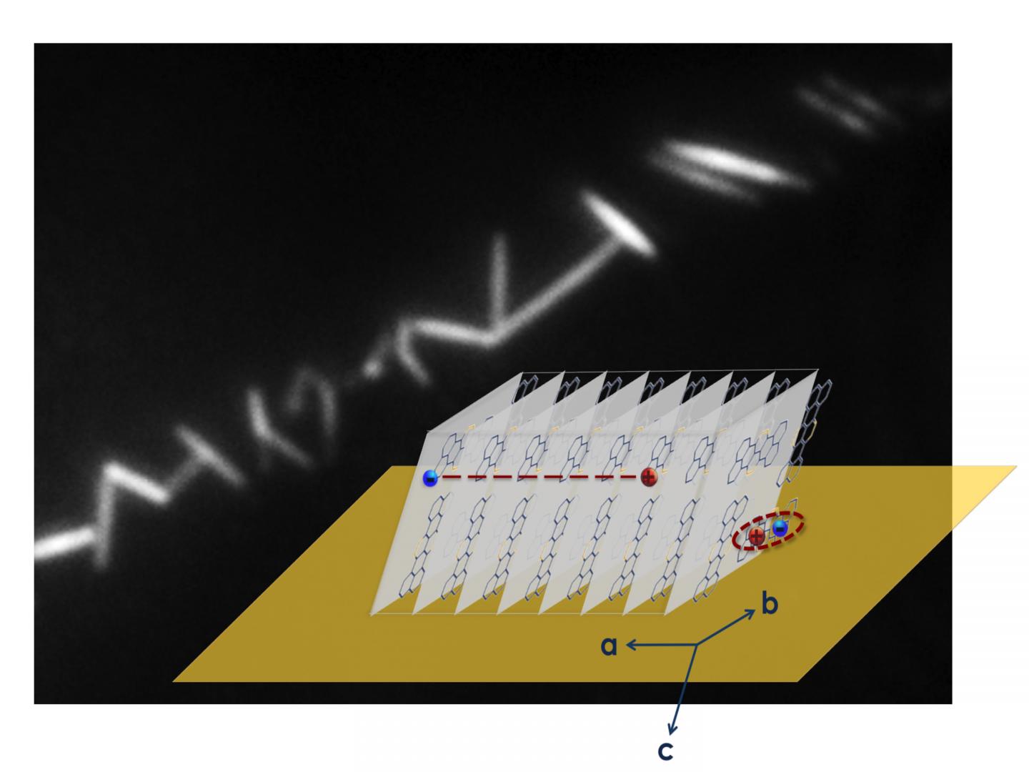 Fluorescence Image of Self-Assembled TAT Crystalline Nanowires